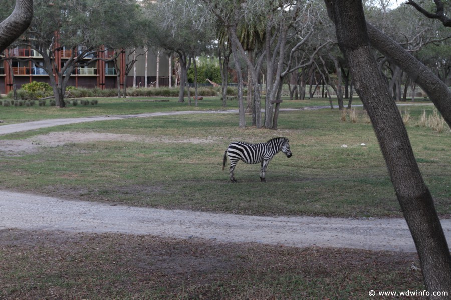 Animal-Kingdom-Lodge-Animals-026