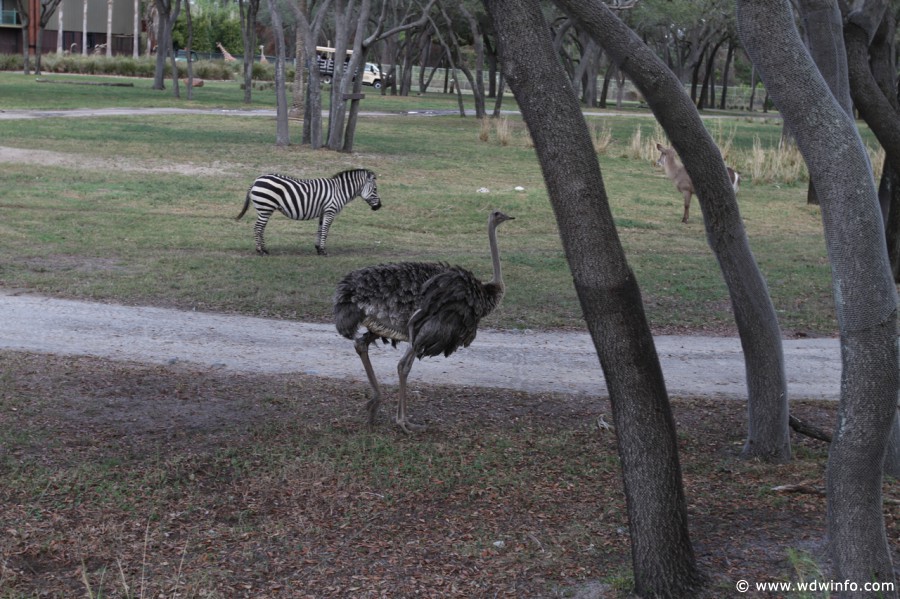 Animal-Kingdom-Lodge-Animals-027