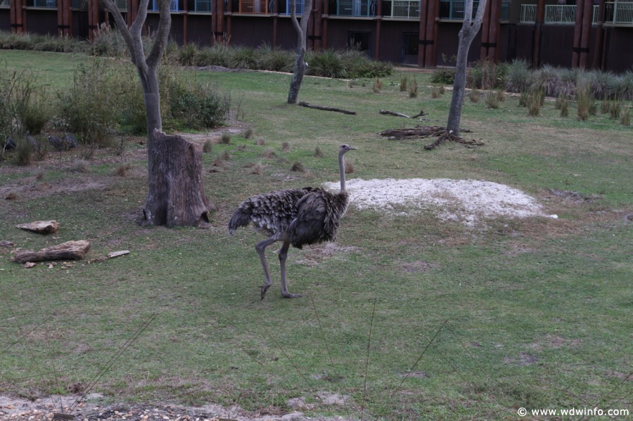 Animal-Kingdom-Lodge-Animals-028