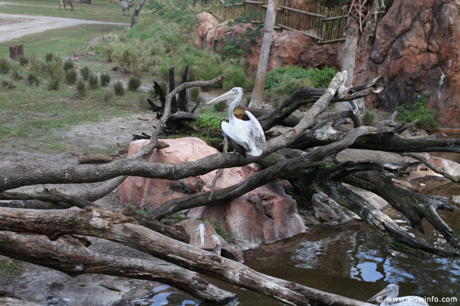 Animal-Kingdom-Lodge-Animals-029