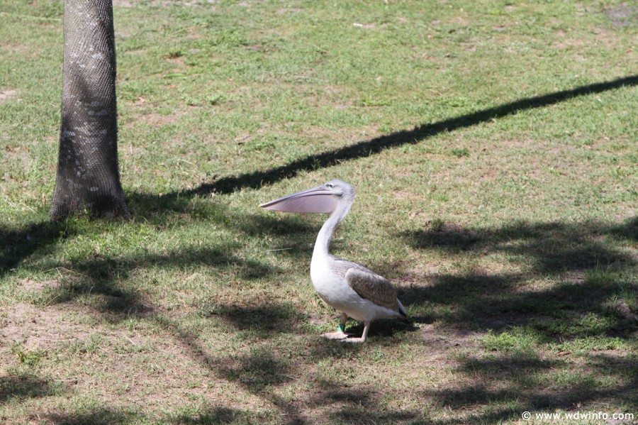 Animal-Kingdom-Lodge-Animals-031