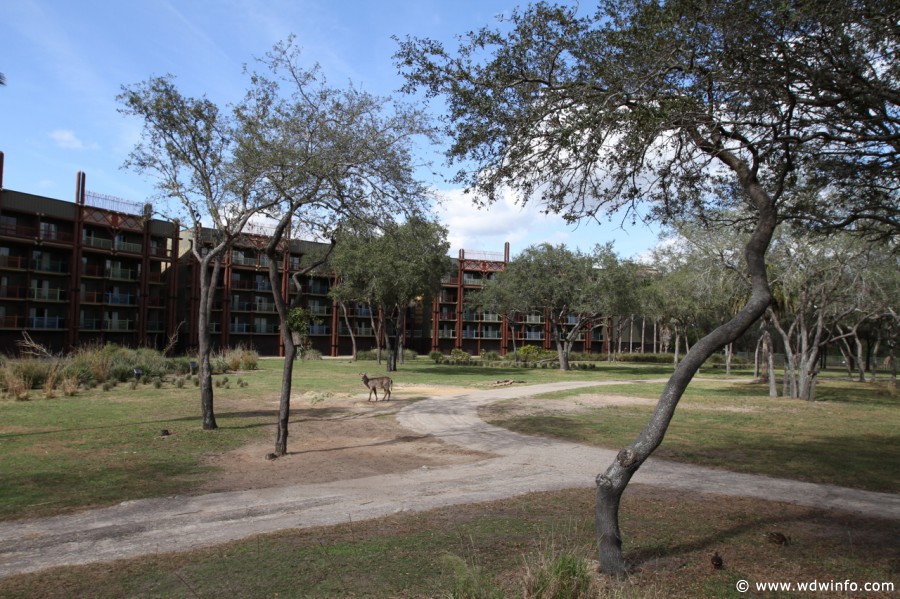 Animal-Kingdom-Lodge-Animals-033