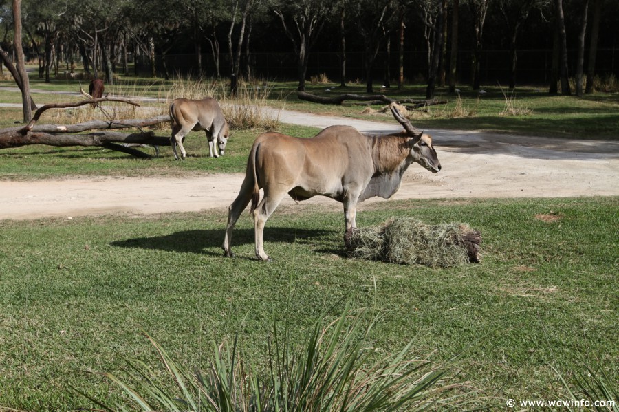 Animal-Kingdom-Lodge-Animals-035