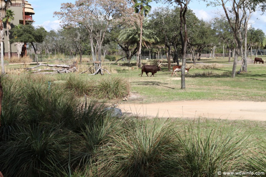 Animal-Kingdom-Lodge-Animals-037