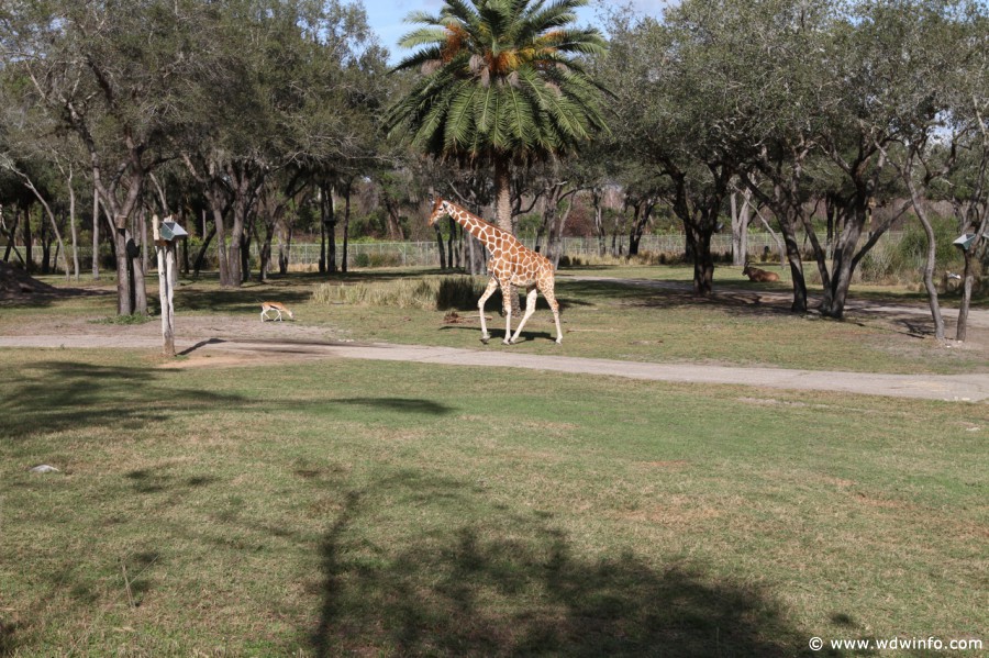 Animal-Kingdom-Lodge-Animals-038