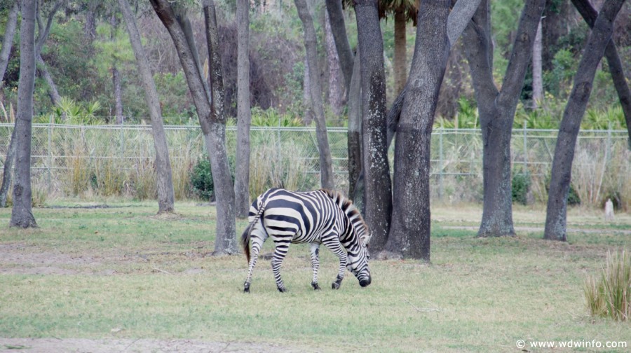 Animal-Kingdom-Lodge-Animals-039