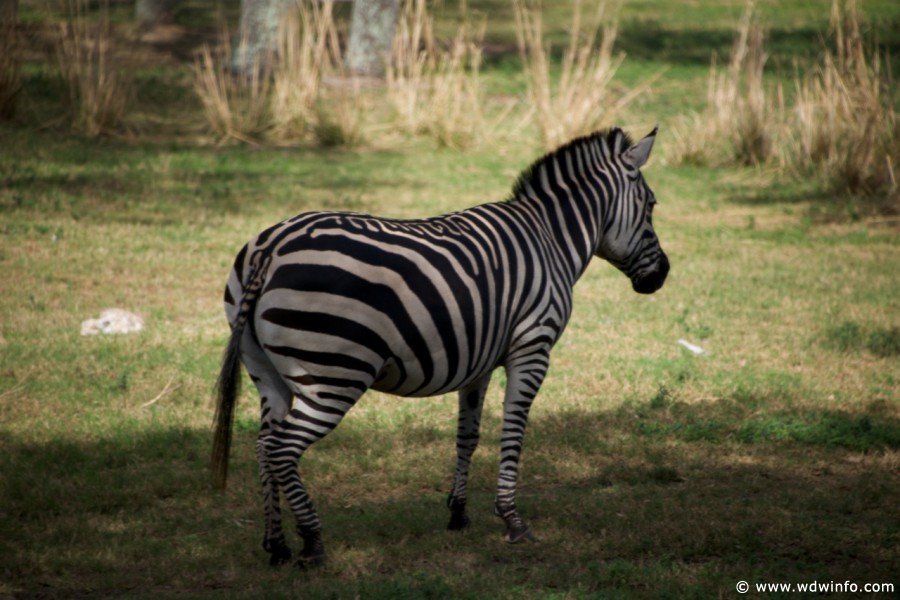 Animal-Kingdom-Lodge-Animals-041