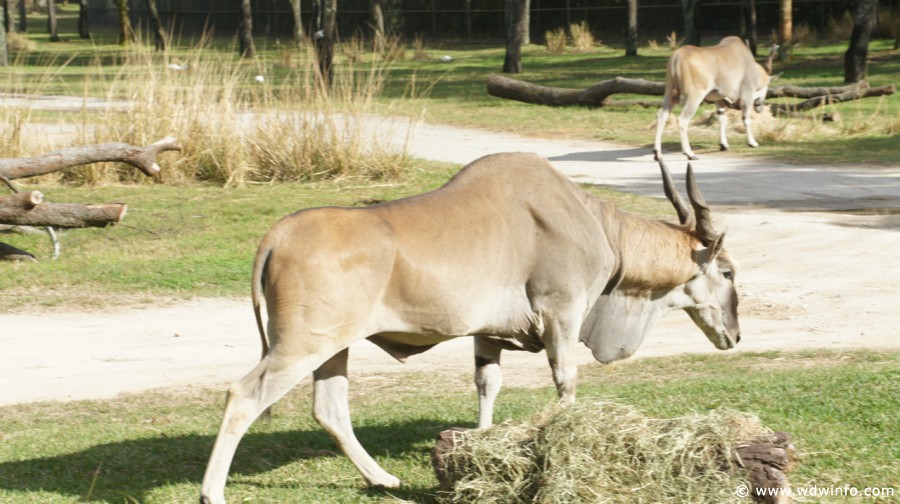 Animal-Kingdom-Lodge-Animals-042