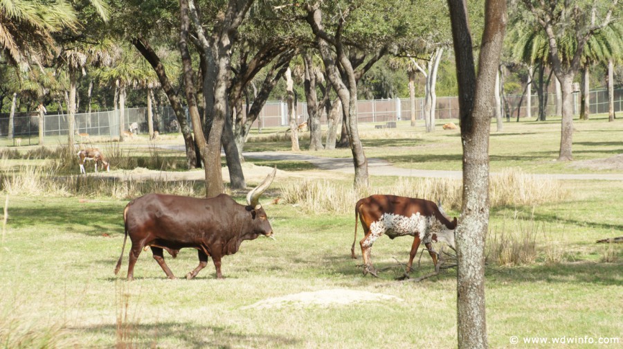 Animal-Kingdom-Lodge-Animals-043