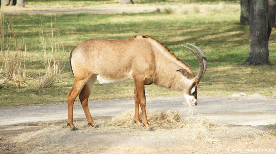 Animal-Kingdom-Lodge-Animals-044