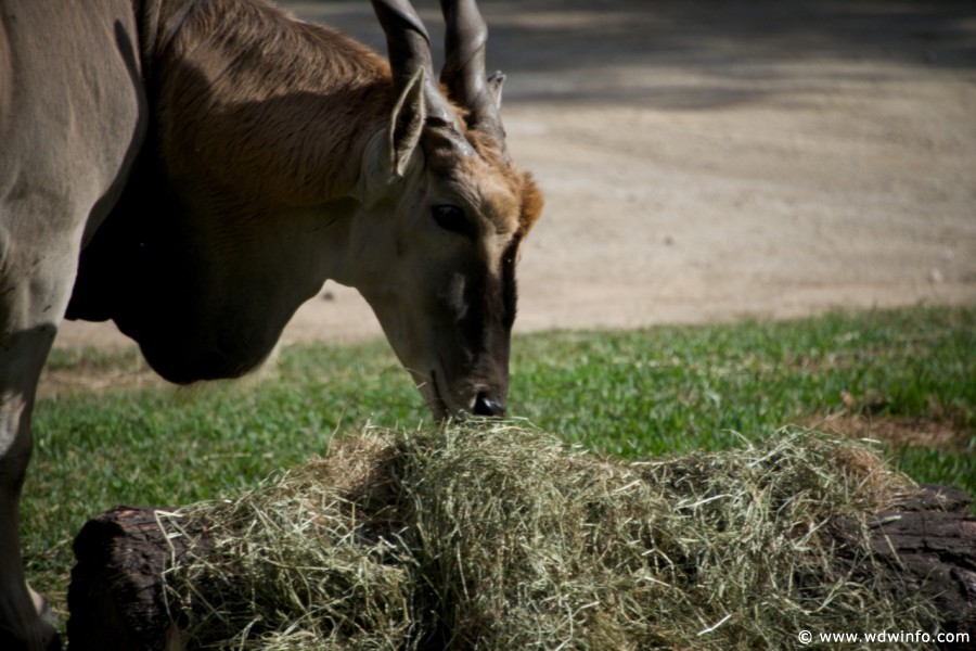 Animal-Kingdom-Lodge-Animals-048