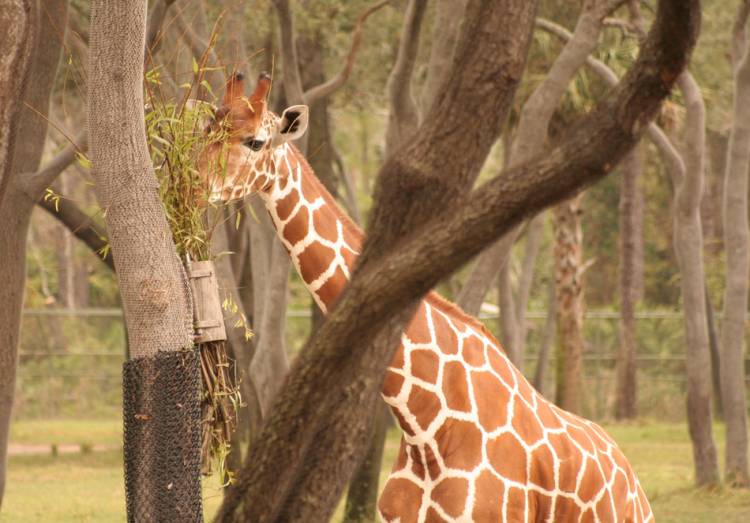 Animal Kingdom Lodge