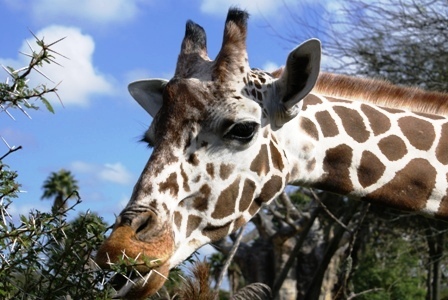 Animal Kingdom--Safari