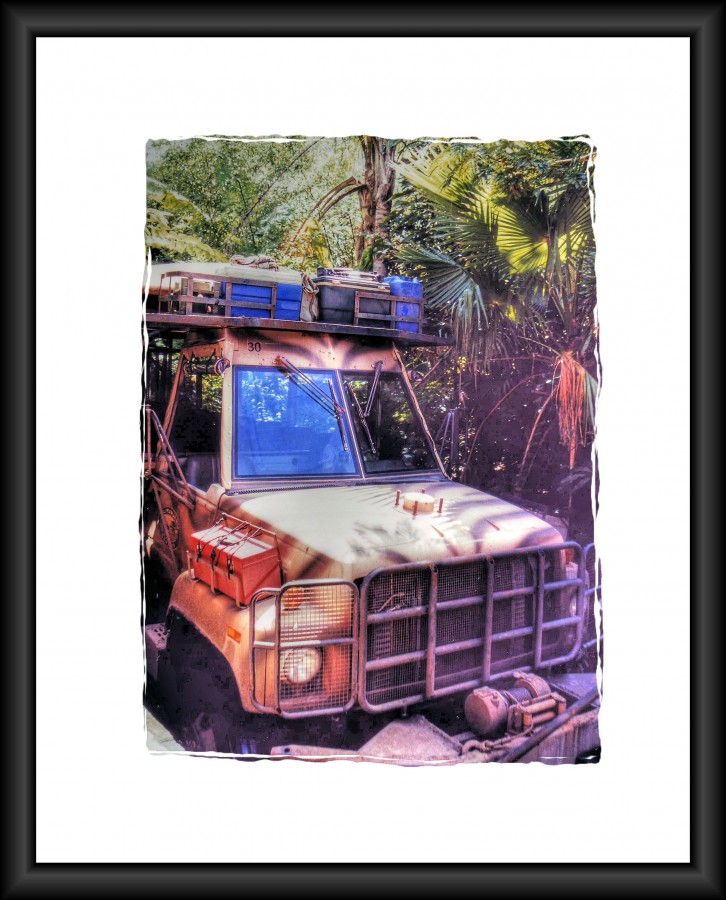 animal kingdom safari