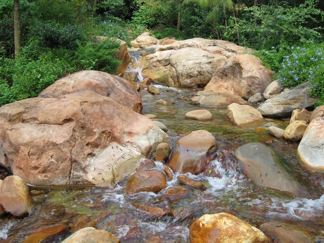 Animal Kingdom Stream