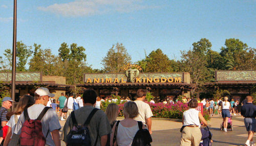 Animal Kingdom