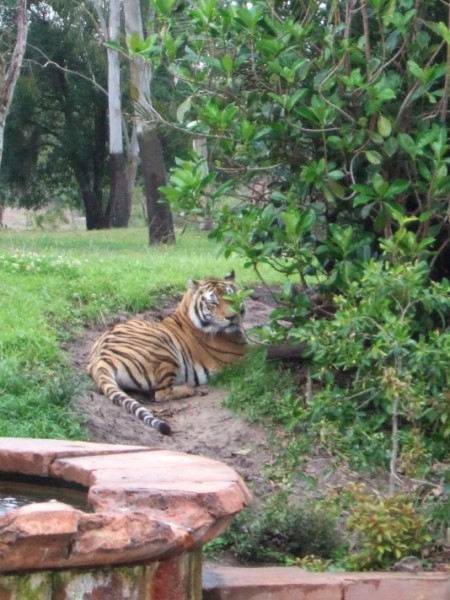 Animal Kingdom