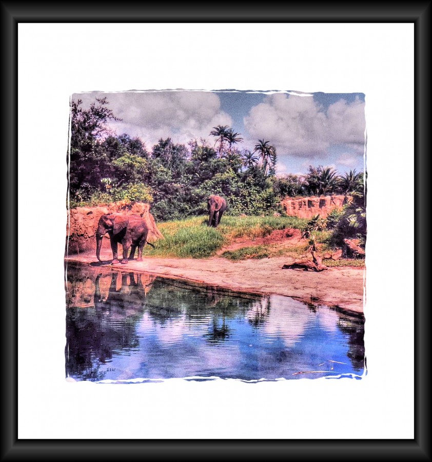 animal_kingdom_1998