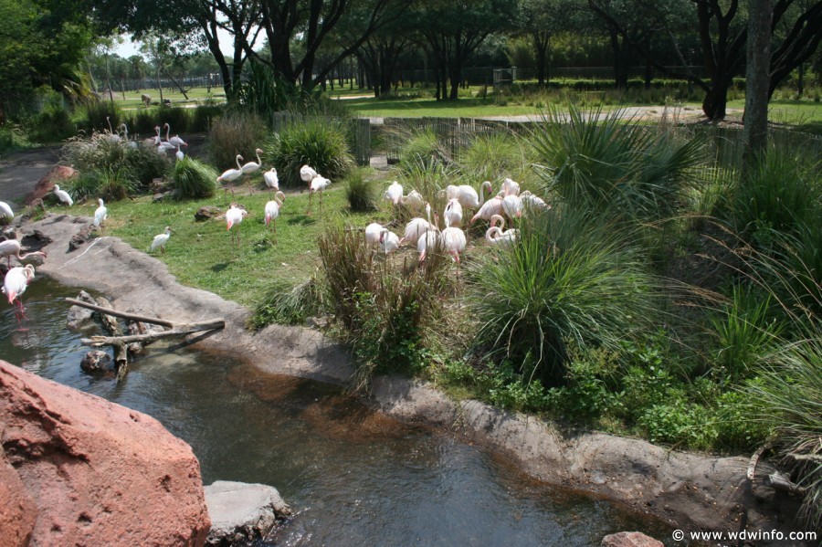 Animal_Kingdom_Lodge_121