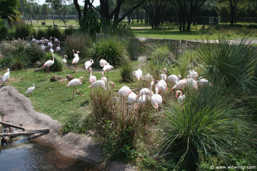 Animal_Kingdom_Lodge_122