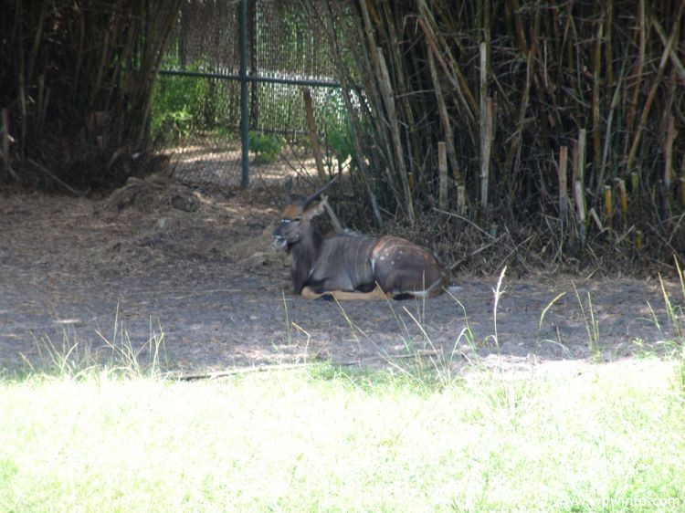 Animal_Kingdom_Lodge_37