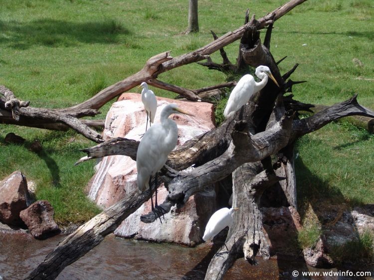 Animal_Kingdom_Lodge_64