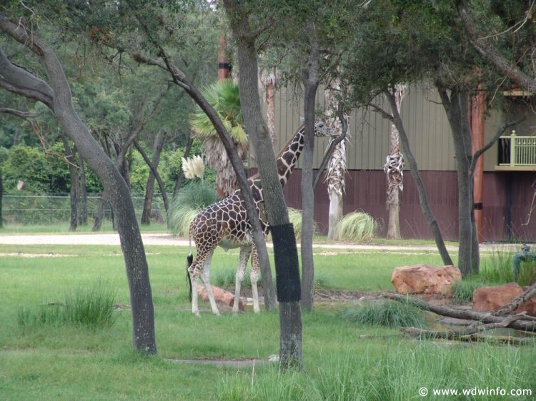 Animal_Kingdom_Lodge_72