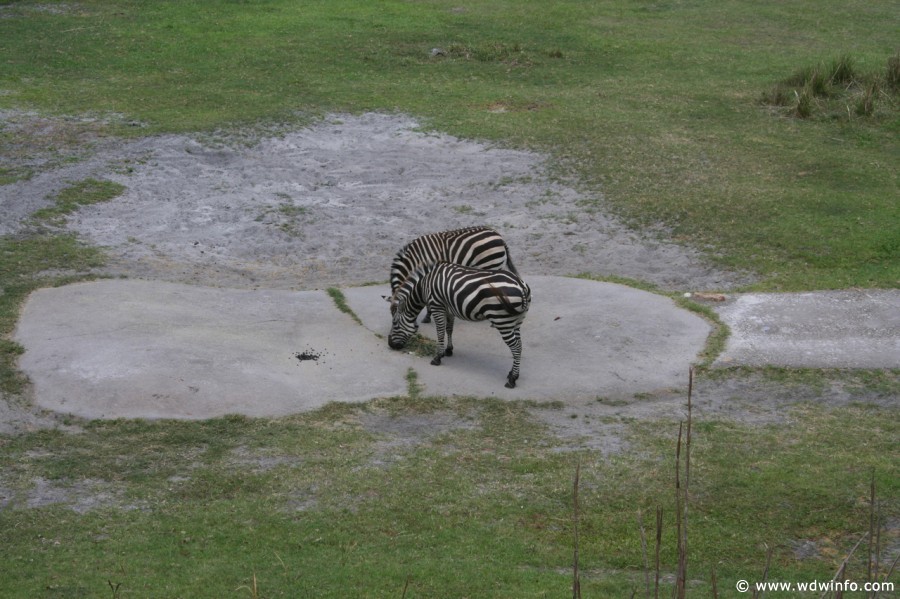 Animal_Kingdom_Lodge_90