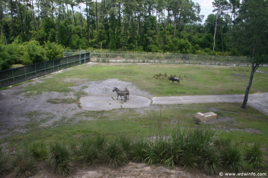 Animal_Kingdom_Lodge_91
