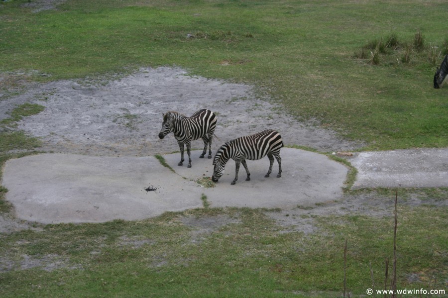 Animal_Kingdom_Lodge_92