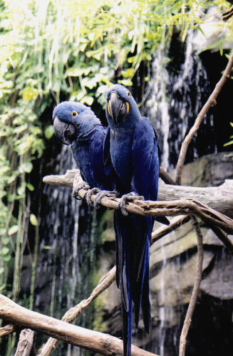 Animalkingdombirds
