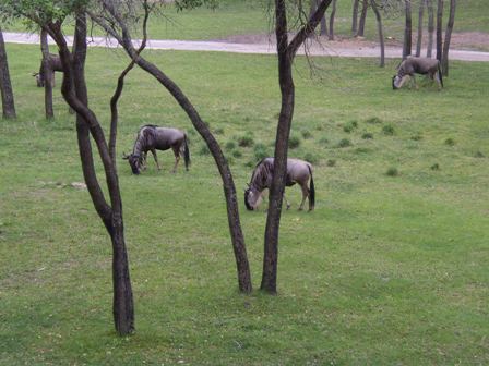 Animals on Arusha