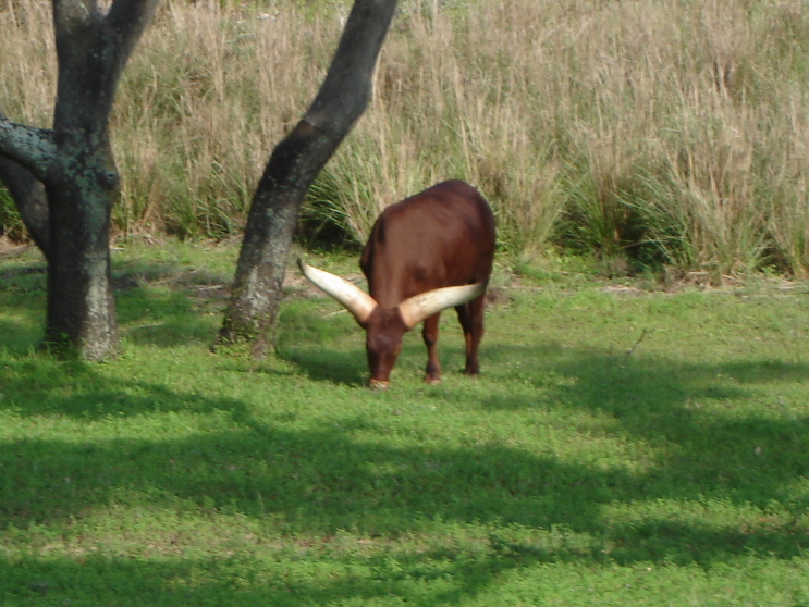 Ankole Cattle