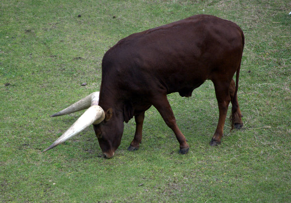 Ankole cattle