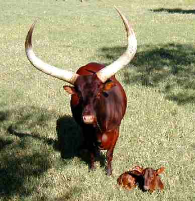 ankole