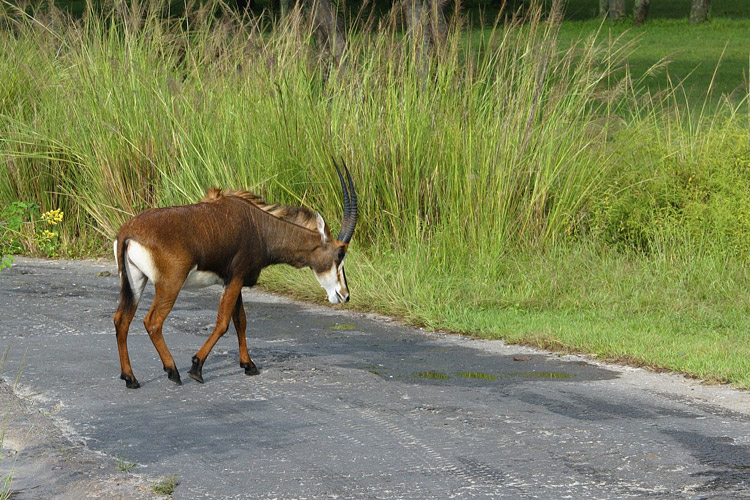 Antelope at the safari