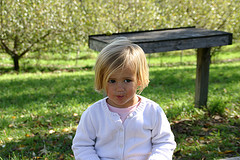 apple farm