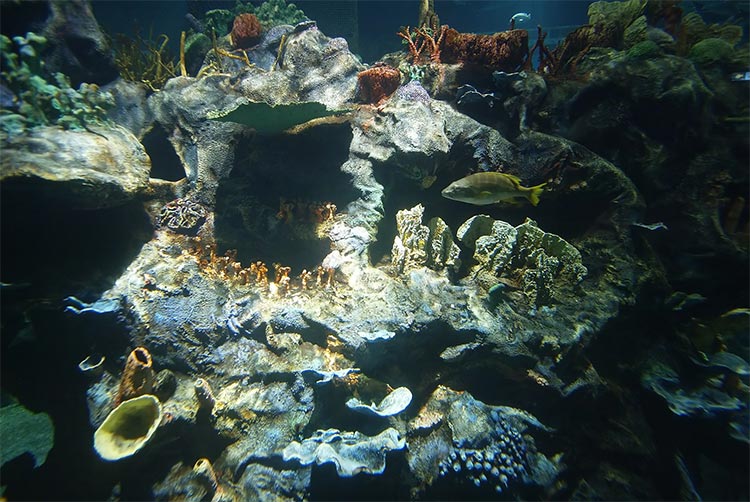 Aquarium