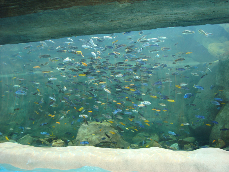 Aquatica_Sea_World_037