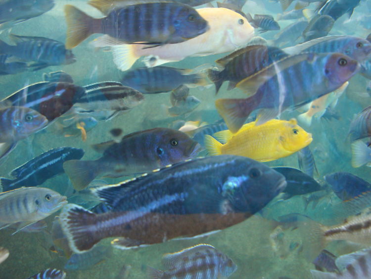 Aquatica_Sea_World_041