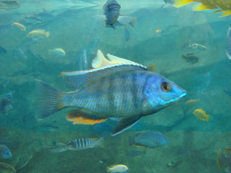 Aquatica_Sea_World_042