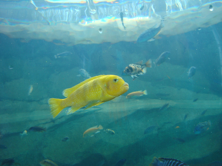 Aquatica_Sea_World_043