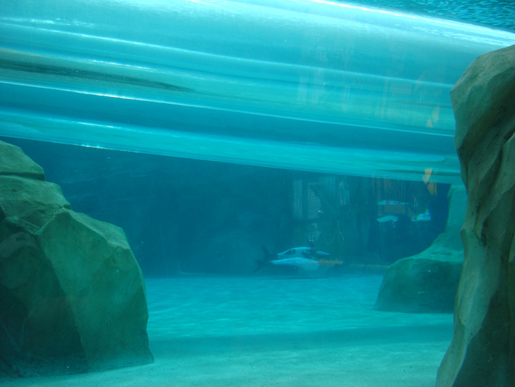 Aquatica_Sea_World_047