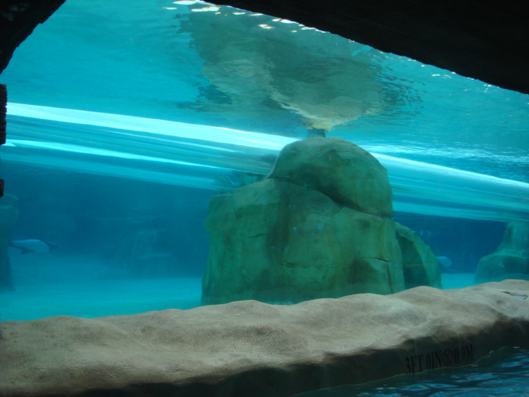 Aquatica_Sea_World_051