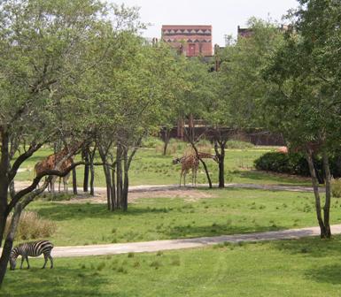 Arusha Savannah