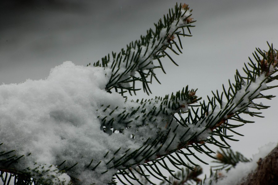 As_Pure_as_the_Driven_Snow