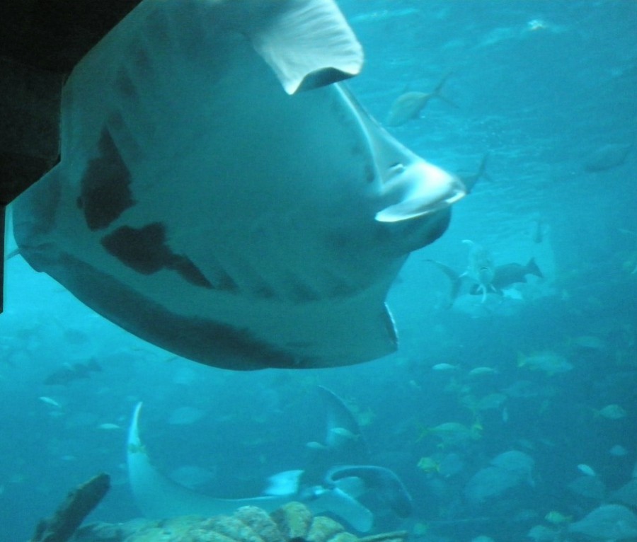 Atlantis