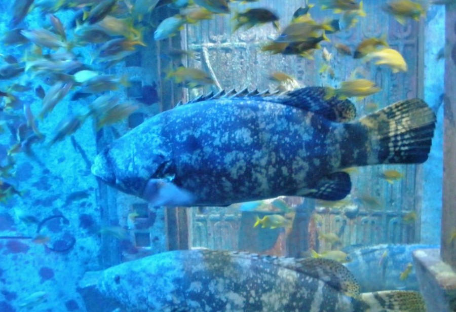 Atlantis