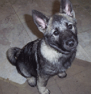 Atlas - 3 months