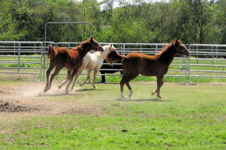 babies running